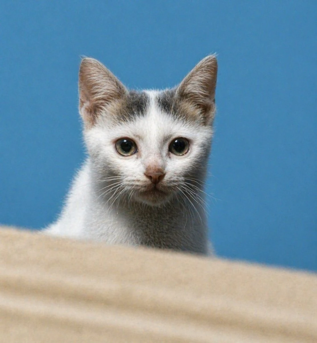 高清写实小猫肖像修复
